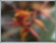 Flash Blur Effect
